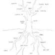 Tree Drawings / Arboretum
